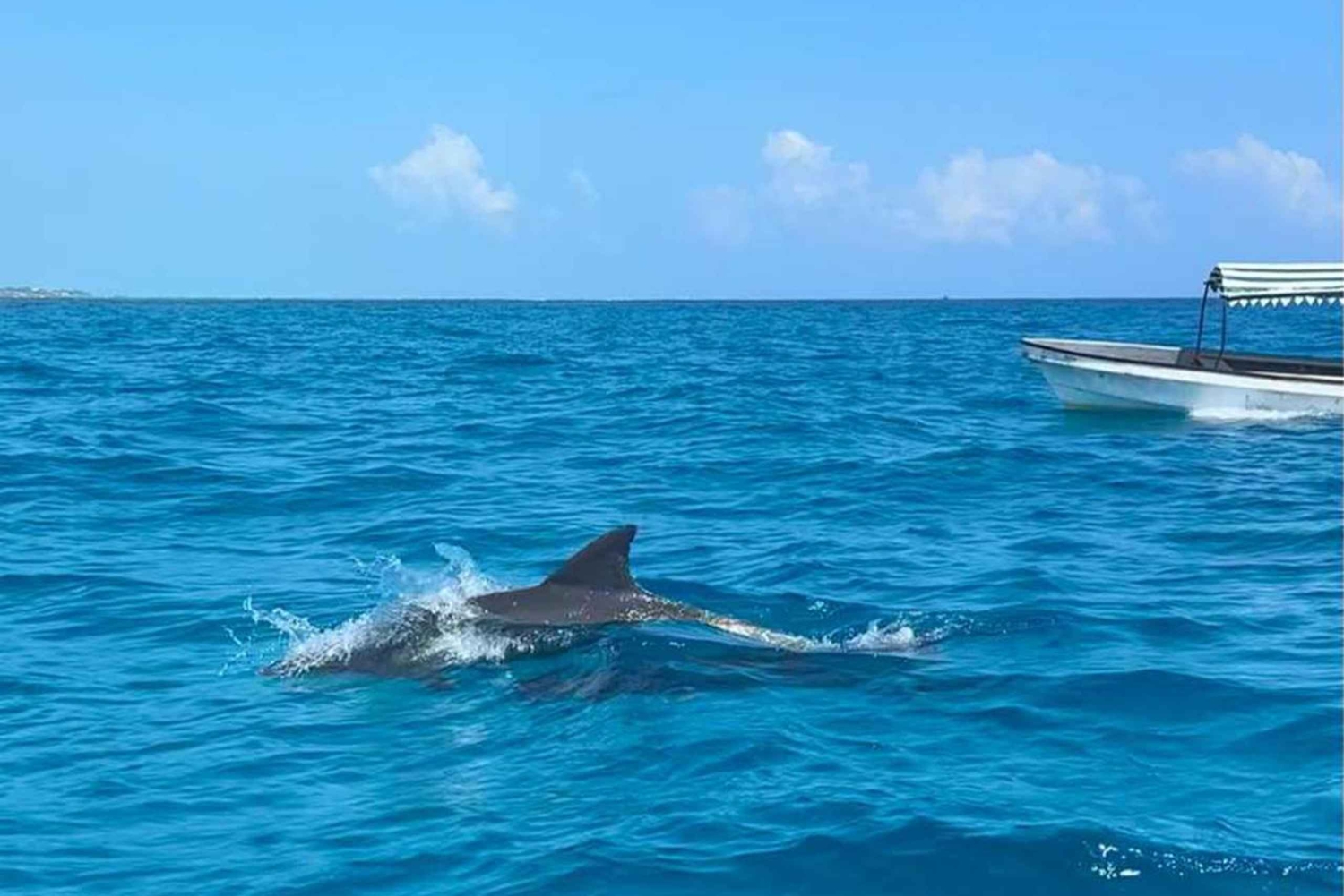Avistamiento de delfines en Mnemba y aventura en la isla Prison con almuerzo