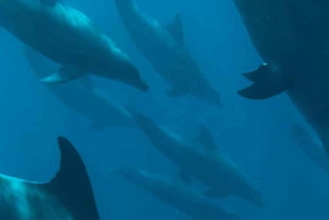 Avistamiento de delfines en Mnemba y aventura en la isla Prison con almuerzo