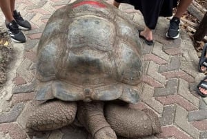 Avistamiento de delfines en Mnemba y aventura en la isla Prison con almuerzo