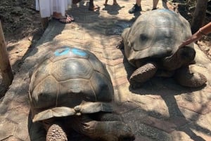 Avistamiento de delfines en Mnemba y aventura en la isla Prison con almuerzo