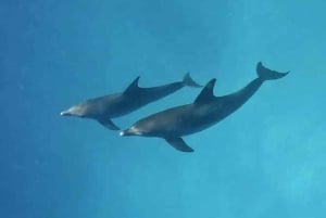 Avistamiento de delfines en Mnemba y aventura en la isla Prison con almuerzo