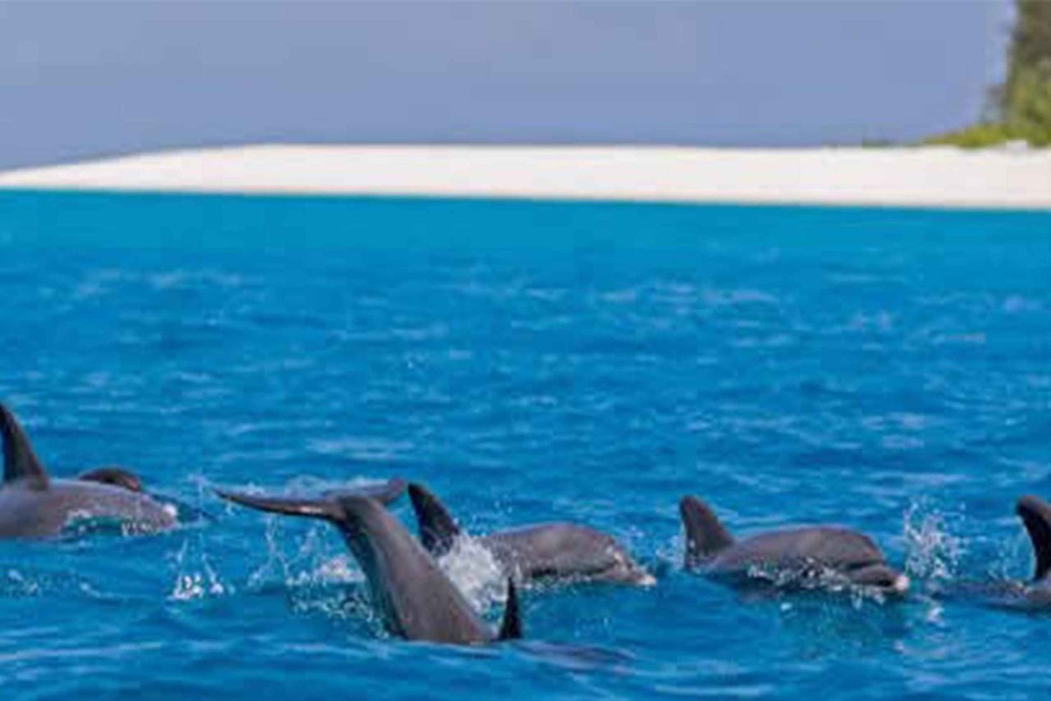 Mnemba Dolphin Watching+Turtle Sanctuary+Stone town+LUNCH