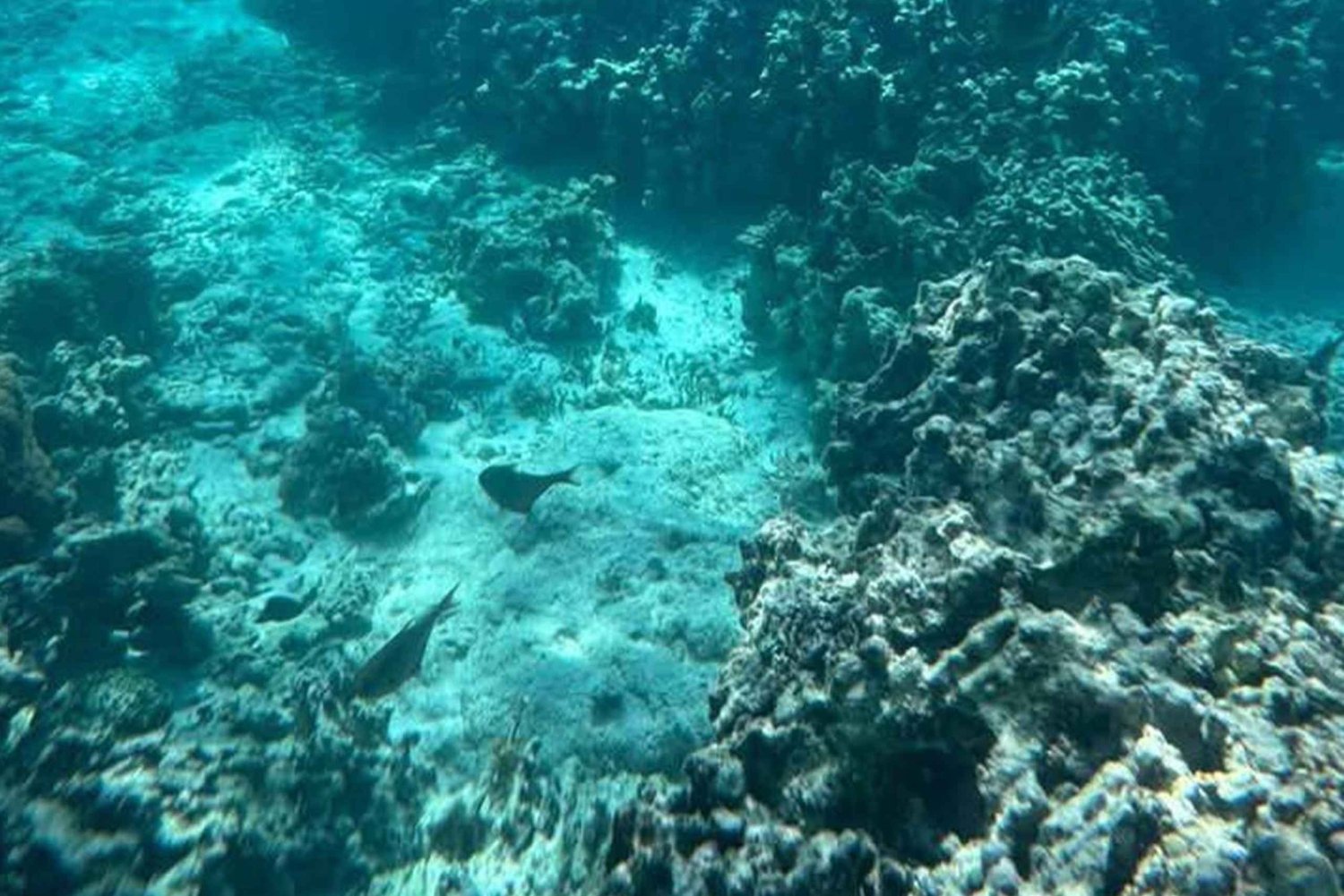 Mnemba Dolphin Watching+Turtle Sanctuary+Stone town+LUNCH