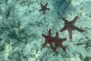 Mnemba Dolphin Watching+Turtle Sanctuary+Stone town+LUNCH