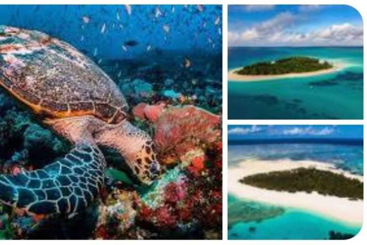 ザンジバルの「アフリカのモルディブ」で、マンバ島のイルカやウミガメと出会い、ザ・ロックでランチをお楽しみください。