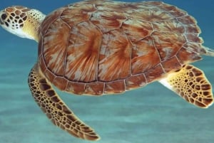 Zanzíbar: tour en barco a la isla de Mnemba, tortugas y The Rock