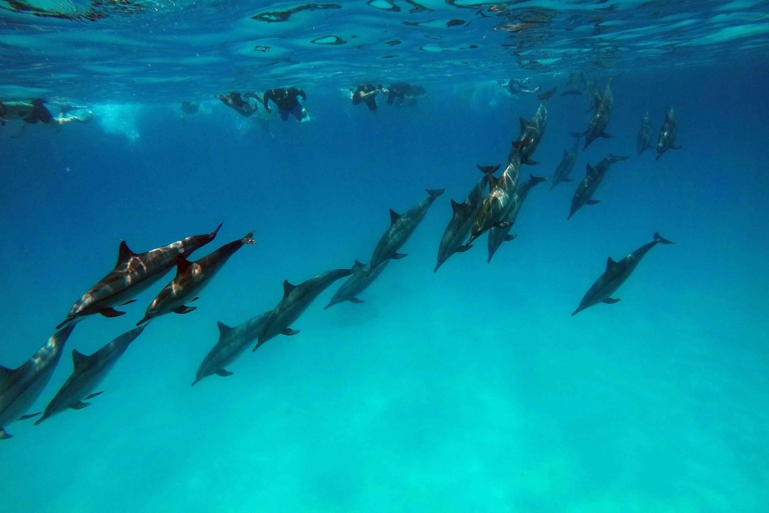 Mnemba: dolfijnen, snorkelavontuur en barbecue met zeevruchten