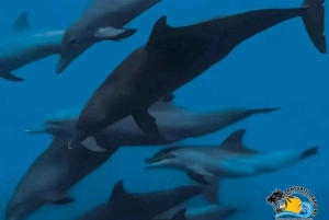 Mnemba Dolphins Tour, Jozani Forest and The Rock Restaurant