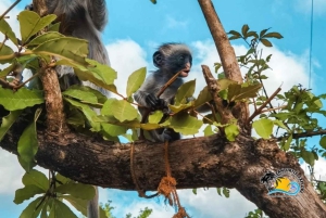 Mnemba Dolphins Tour, Jozani Forest and The Rock Restaurant