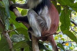 Mnemba Dolphins Tour, Jozani Forest and The Rock Restaurant