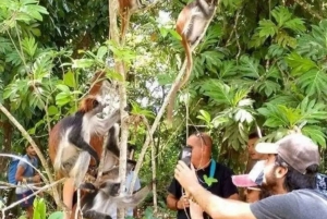 Mnemba Dolphins Tour, Jozani Forest and The Rock Restaurant