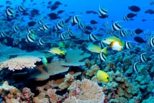 Zanzibar: zwem, voer en maak contact met schildpadden in Salam Cave