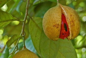 ZANZIBAR: Mnemba island, Baraka aquarium and spice farm
