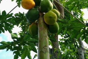 ZANZIBAR: Mnemba island, Baraka aquarium and spice farm