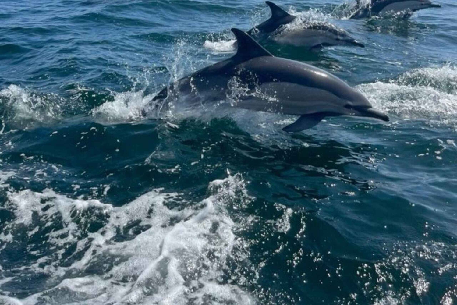 Mnemba Island Dolphin + Snorkel, Kuza Cave & Rock Restaurant