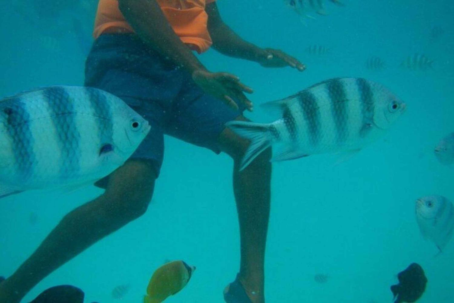 Mnemba Island Dolphin + Snorkel, Kuza Cave & Rock Restaurant