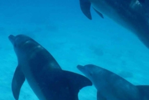 Mnemba Island Dolphin + Snorkel, Kuza Cave & Rock Restaurant