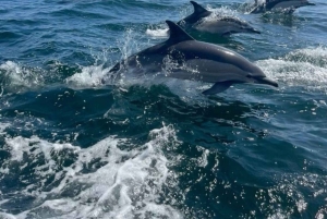 Mnemba Island Dolphin + Snorkel, Kuza Cave & Rock Restaurant