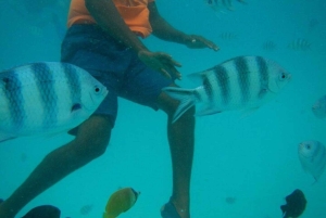 Mnemba Island Dolphin + Snorkel, Kuza Cave & Rock Restaurant