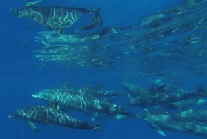 Mnemba Island Dolphin + Snorkel, Kuza Cave & Rock Restaurant