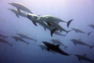 Mnemba Island Dolphin + Snorkel, Kuza Cave & Rock Restaurant