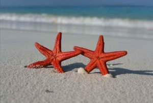 Mnemba Island Dolphin + Snorkel, Kuza Cave & Rock Restaurant