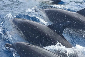 Mnemba Island Dolphin + Snorkel, Kuza Cave & Rock Restaurant