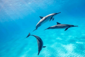 Wyspa Mnemba: pływanie z delfinami, nurkowanie i wycieczka na ławicę piaszczystą