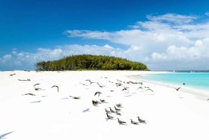 Wyspa Mnemba: pływanie z delfinami, nurkowanie i wycieczka na ławicę piaszczystą