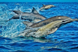 Wyspa Mnemba: pływanie z delfinami, nurkowanie i wycieczka na ławicę piaszczystą