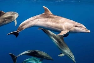 メネンバ島：イルカと泳いでシュノーケリングを体験する日帰りツアーをお楽しみください