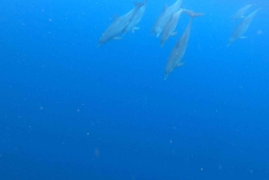 Tour de delfines en la isla de Mnemba, playa de Kendwa con paseo en barco al atardecer