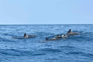 Tour de delfines en la isla de Mnemba, playa de Kendwa con paseo en barco al atardecer