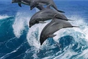 Mnemba Island Dolphins + Lunch, Spice Farm & Jozani Forest.