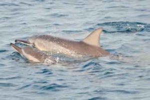 Mnemba Island Dolphins + Lunch, Spice Farm & Jozani Forest.