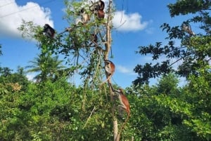 Mnemba Island Dolphins + Lunch, Spice Farm & Jozani Forest.