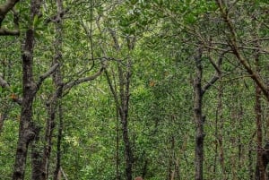 Mnemba Island Dolphins + Lunch, Spice Farm & Jozani Forest.
