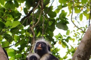 Mnemba Island Dolphins + Lunch, Spice Farm & Jozani Forest.