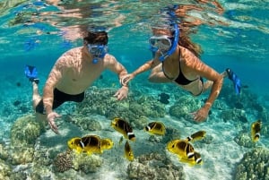 Mnemba Island Dolphins + Lunch, Spice Farm & Jozani Forest.