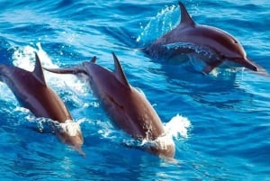 Mnemba Island Dolphins + Lunch, Spice Farm & Jozani Forest.