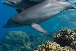 Mnemba Island Dolphins + Lunch, Spice Farm & Jozani Forest.