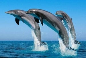Mnemba Island Dolphins + Lunch, Spice Farm & Jozani Forest.