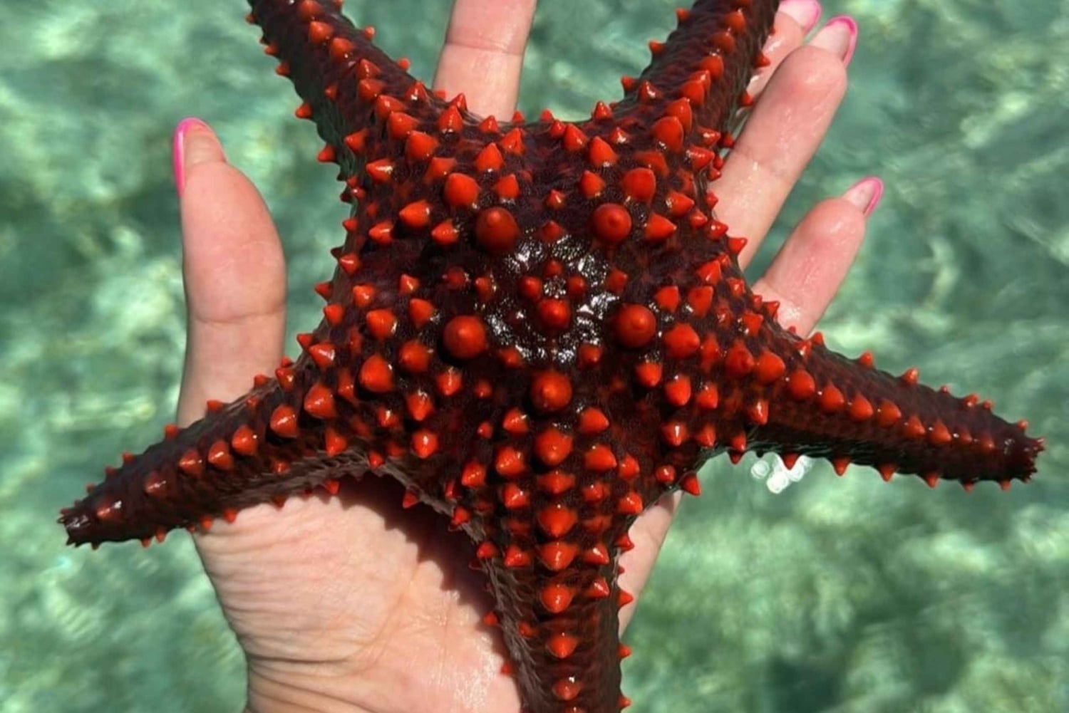 Mnemba Island: Delfiner och snorkling med gratis upphämtning