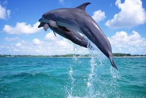Mnemba Island: Delfiner och snorkling med gratis upphämtning