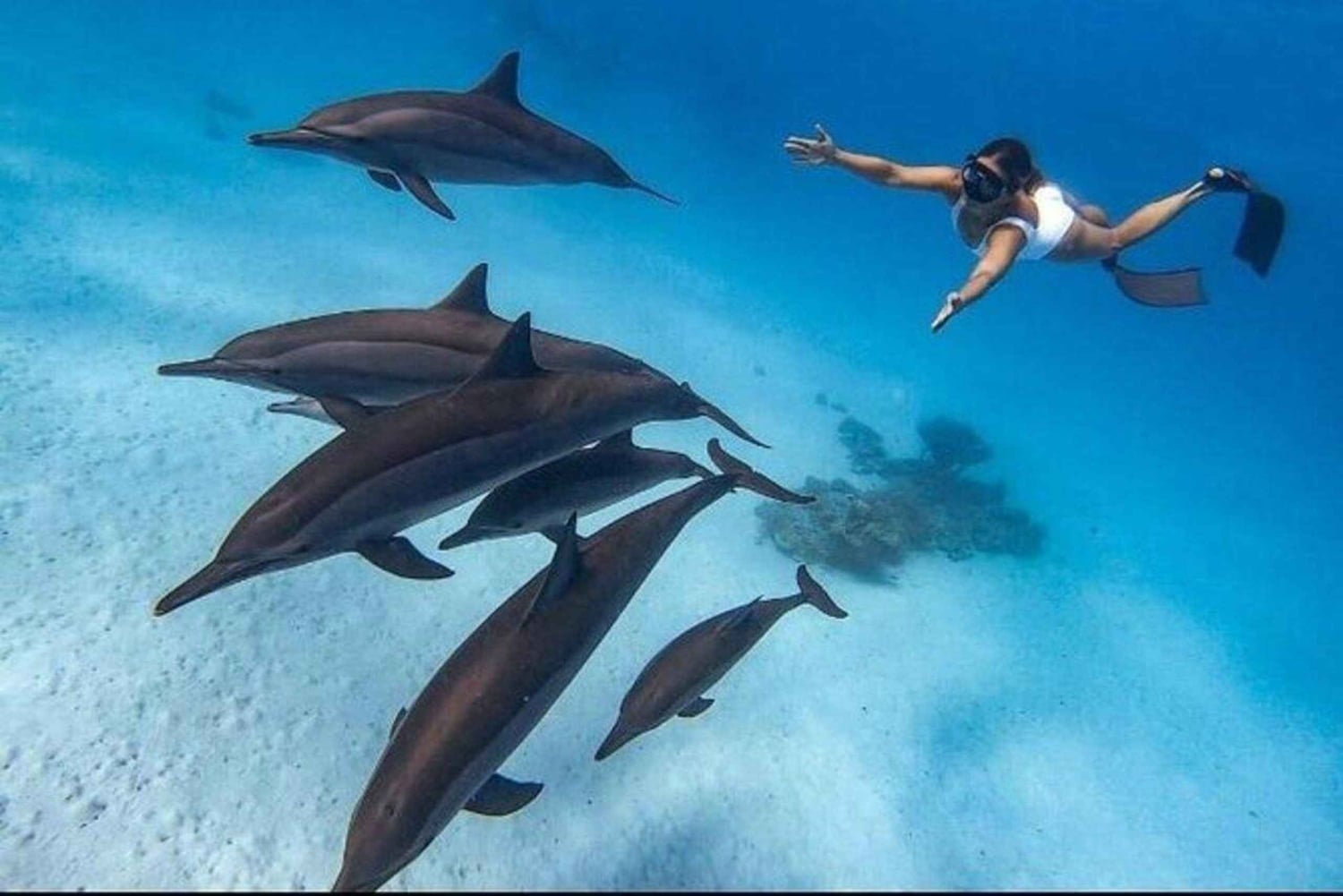 Mnemba-saari: Opastettu snorklaus ja delfiinien kanssa uiminen