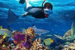 Mnemba Island: Guidet snorkling og delfinsvømning