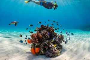 Mnemba Island: Guidet snorkling og delfinsvømning