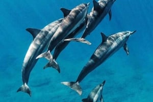 Mnemba Island: Guided Snorkeling & Dolphin Swim Experience