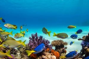 Zanzibar: mergulho com snorkel e natação com golfinhos na ilha privada de Mnemba