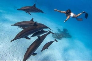 Zanzibar: mergulho com snorkel e natação com golfinhos na ilha privada de Mnemba